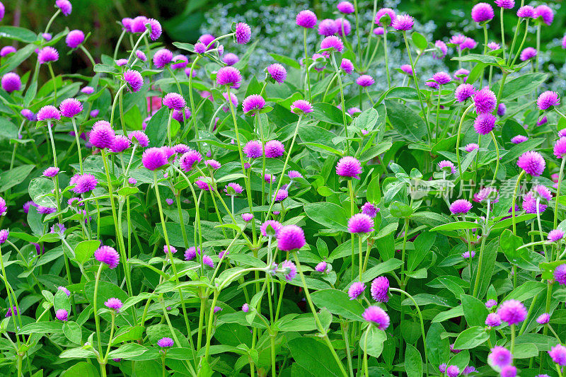 Gomphrena globosa /球形苋菜花